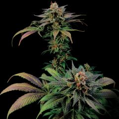 Blue Widow