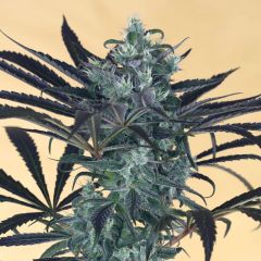 Blueberry Headband 