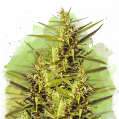 Blueberry Kush Autoflower - 5-pack