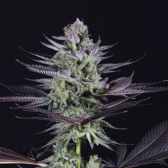 Blueberry Cookies