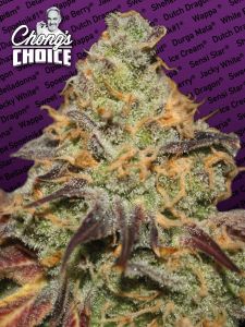 blue-kush-berry-chongs-choice-paradise-seeds-amsterdam-seed-center