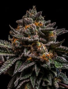 Brain Cake - 5PACK - Feminized - Ripper Seeds