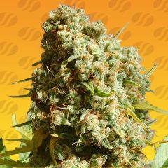 Bruce Banner 3 Fast - 5-pack