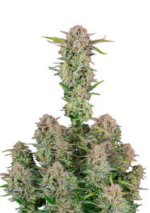 A wide shot of a Bruce Banner Auto by Fast Buds Seeds in the late stages of flowering. Bruce Banner Auto by Fast Buds Seeds is a mostly sativa auto flower with a flowering time of 10 weeks. It has tested for >25% THC and is available online in packs of 5 