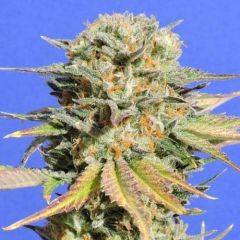 Bruce Banner #3