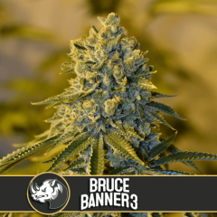 Bruce Banner #3 - 3-pack