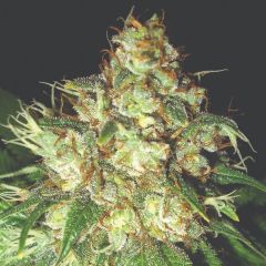 Bubba Auto Cheese - 5-pack