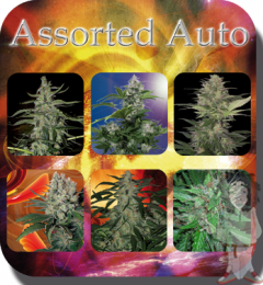 Assorted Auto - 10PACK