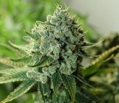 buford-og-rare-dankness