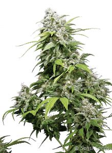 california-indica-feminised-sensi-seeds-amsterdam-seed-center