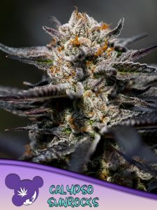 Calypso Sunrocks is a mostly sativa hybrid by Anesia Seeds. It has a THC content of >28%THC content and will flower indoors in 8-9 weeks. You can buy Calypso Sunrocks cannabis seeds online at the Amsterdam Seed Center. 
