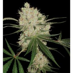 Cannalope Kush - Feminised - 6pack