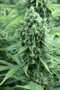 casey-jones-feminised-devils-harvest-amsterdam-seed-center-2