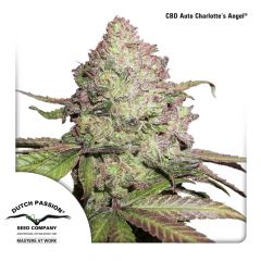 CBD Charlotte's Angel Auto Flowering