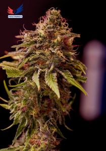 cbd-+-caramelice-5fem-poitronics