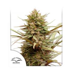 CBD Compassion