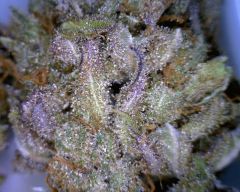 CBD Mix