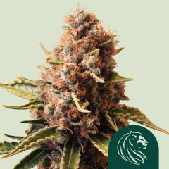 Euphoria CBD