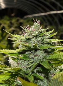 CBD God - 12-pack