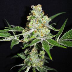 CBD Outdoor Mix