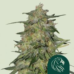 Royal Highness