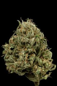 Cheese XXL Autoflowering