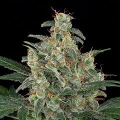 Cheese Auto