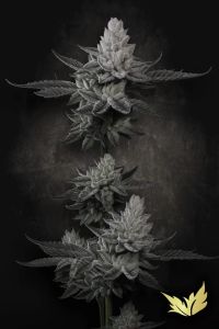 Chem Cake - 5-pack