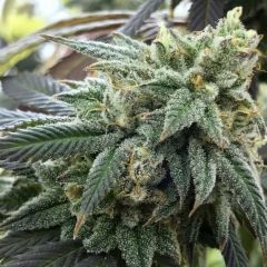 Chem Valley Kush - 6-pack