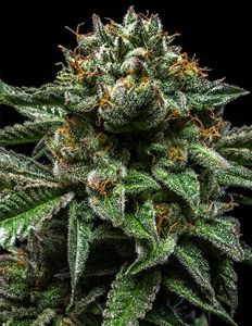 Chempie - 5PACK - Feminized - Ripper Seeds