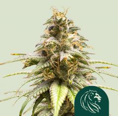 Chocolate Haze 