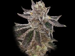 cookie-ox-12pack-regular-rare-dankness-amsterdam-seed-center