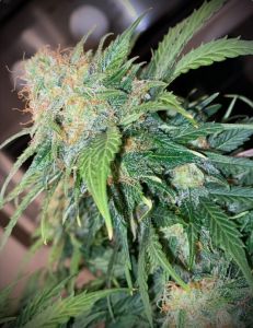 Clementine Cream Autoflower - 5-pack