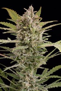 Critical+ 2.0 Auto