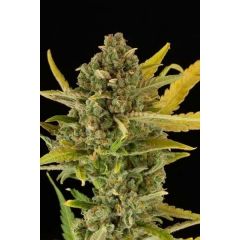 Critical Cheese Autoflowering