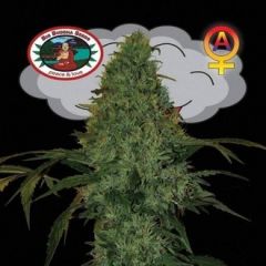 Critical Mass Automatic - 5-pack