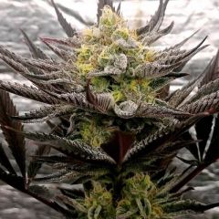 Critical Mints - 5-pack