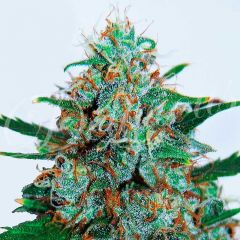 Critical Neville Haze Auto - 5-pack