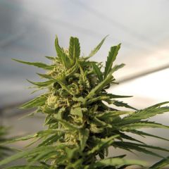 Critical
