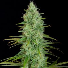 Critical Jack