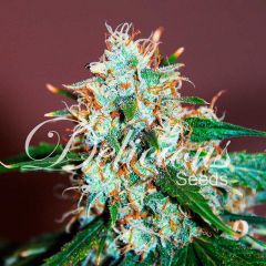 Critical Neville Haze 2.0 - 5-pack