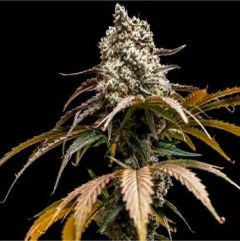 Cherry Crush - 5-pack