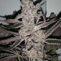 crystal-cookies-v2-12pack-feminised-in-house-genetics-amsterdam-seed-center