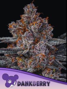Dankberry - 5-pack