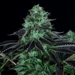 darkstar-kush-5pack-reg-th-seeds