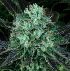 Darkstar Kush - 5PACK