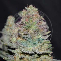 Delicious Cookies Auto - 5-pack