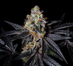 Diamond Dust - 5-pack