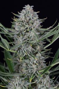Cookies Autoflowering 