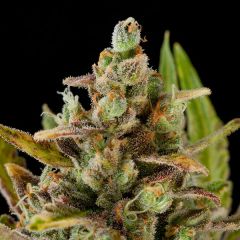 Critical Kush